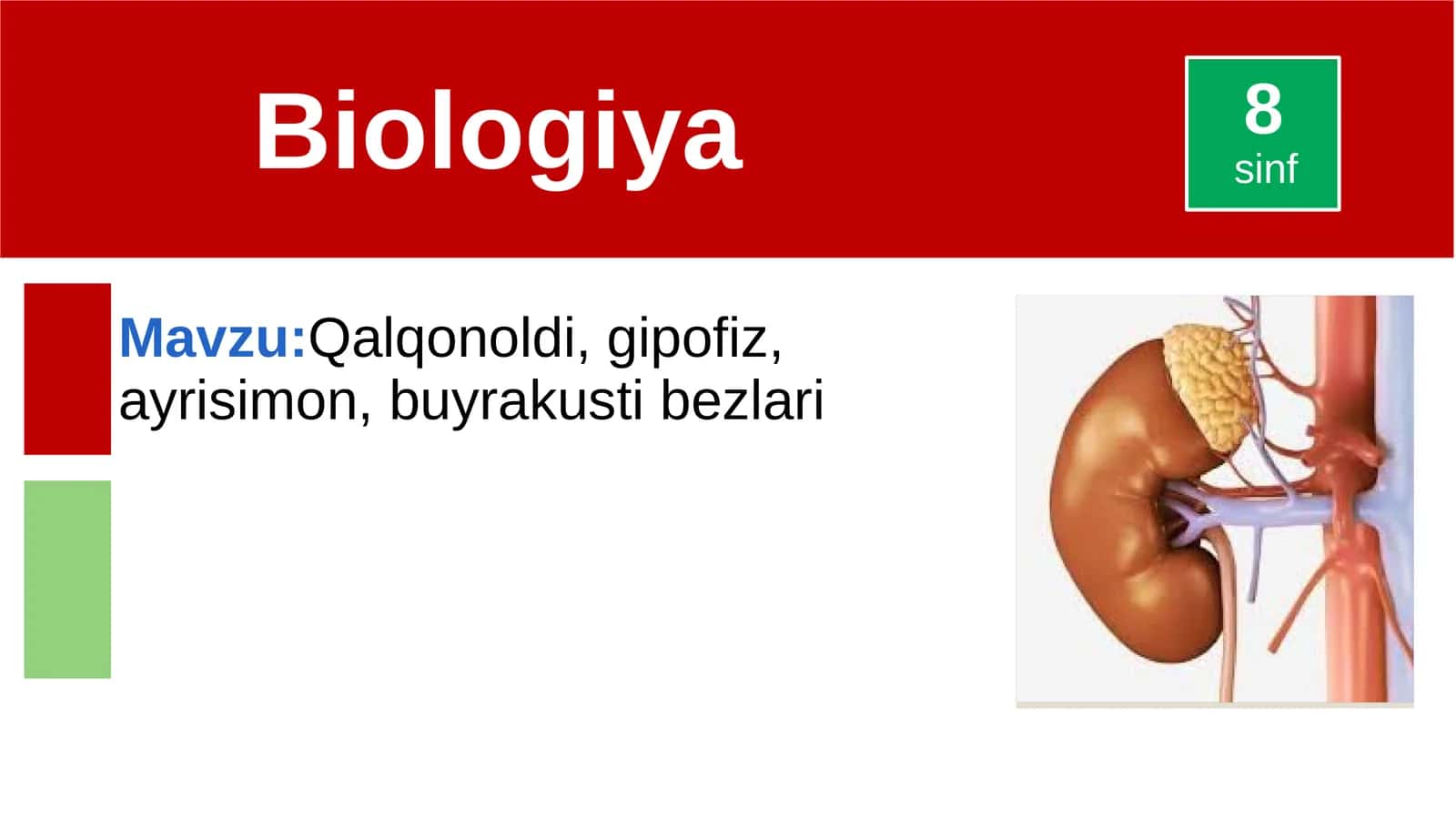 Qalqonoldi,gipofiz,ayrisimon,buyrakustibezlari 1