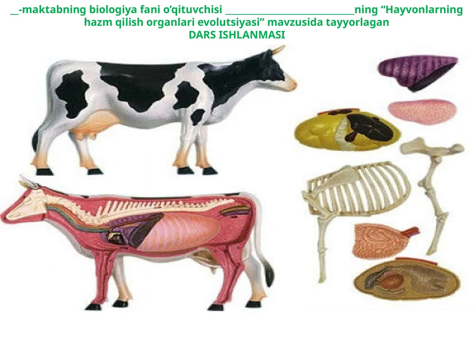 11-sinf Biologiya fanidan dars ishlanma. Hayvonlarning hazm qilish organlari evolutsiyasi 1