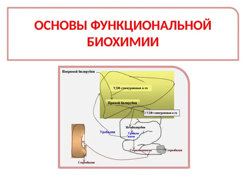 ОСНОВЫ ФУНКЦИОНАЛЬНОЙ БИОХИМИИ 1