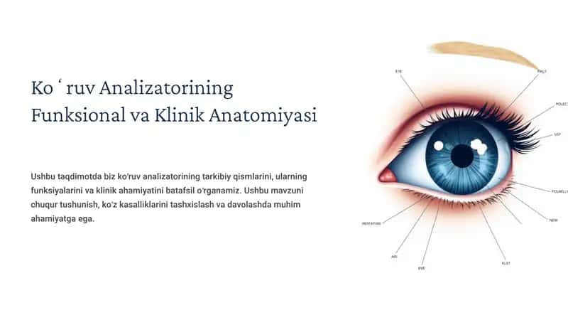 Koʻruv Analizatorining Funksional va Klinik Anatomiyasi 1