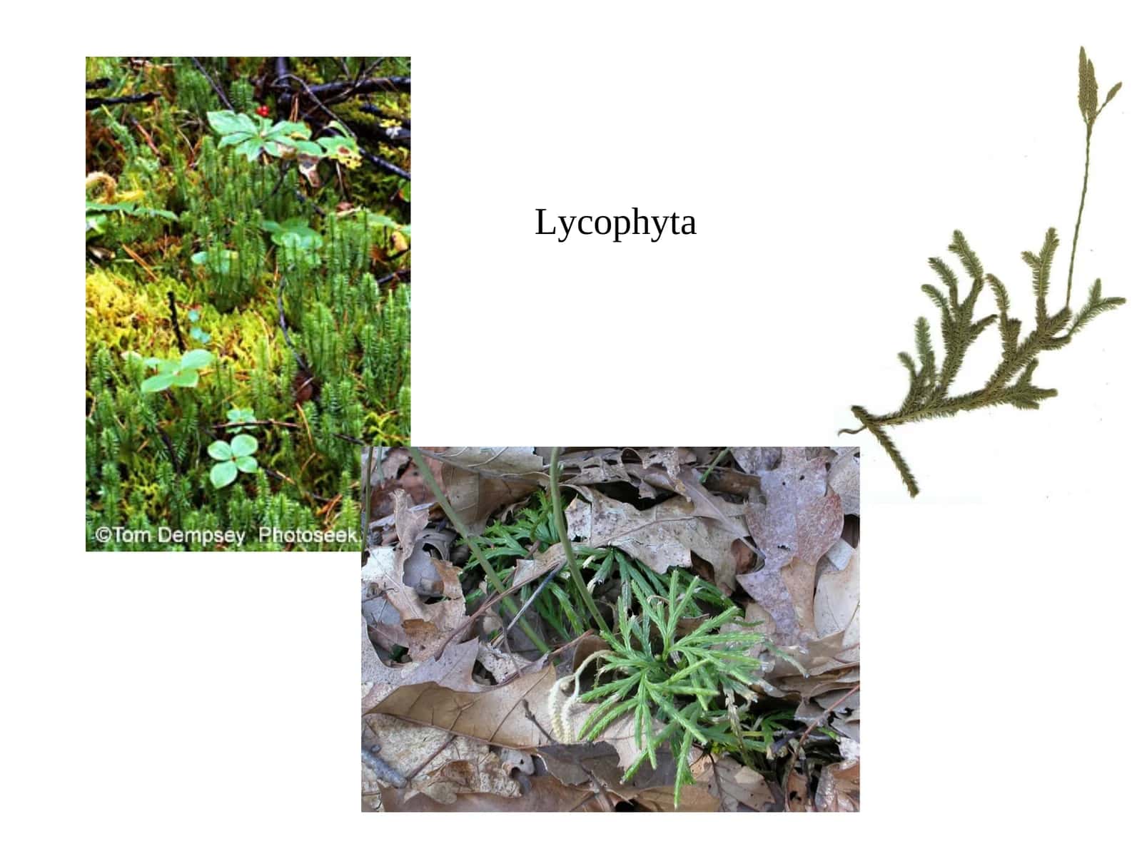 Lycophyta 1