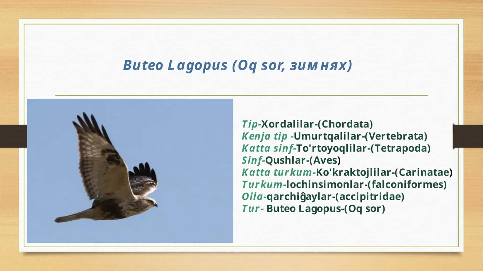 ButeoLagopus(Oqsor, зимнях) 1