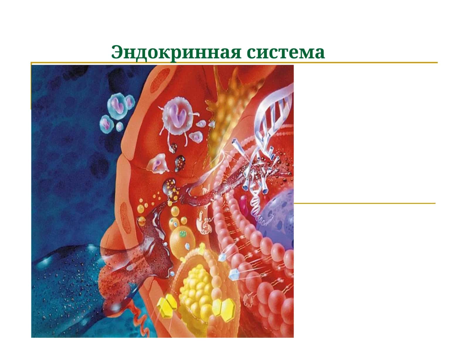 Эндокринная система 1