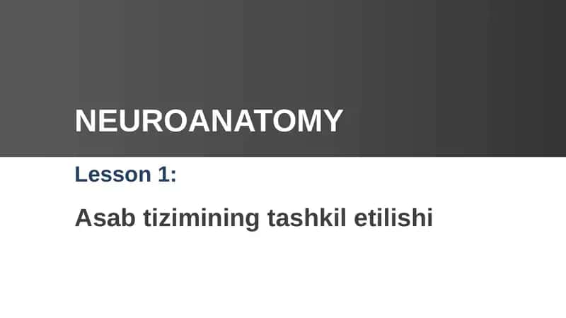 Asab tizimining tashkil etilishi 1