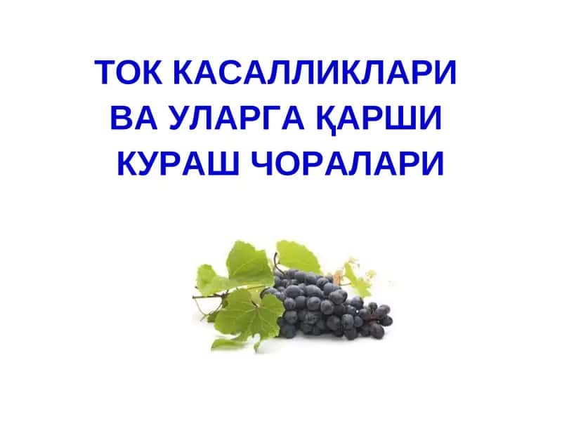 ТОК КАСАЛЛИКЛАРИ ВА УЛАРГА ҚАРШИ КУРАШ ЧОРАЛАРИ 1