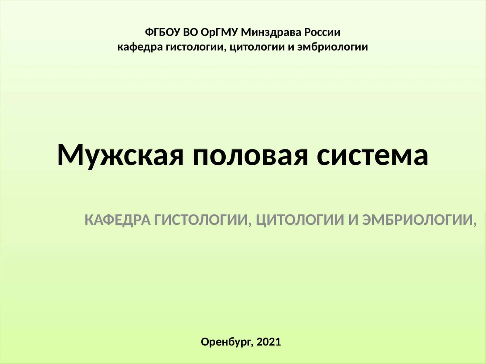 Мужская половая система 1