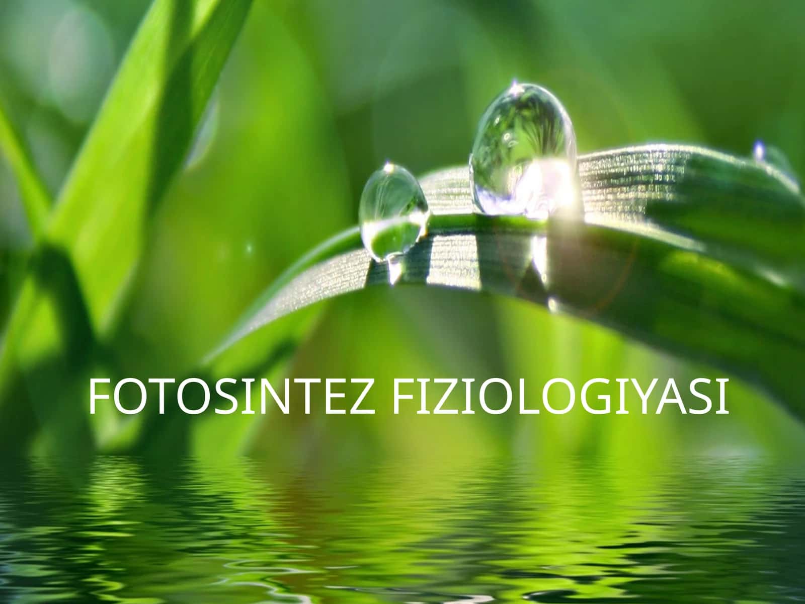 FOTOSINTEZ FIZIOLOGIYASI 1