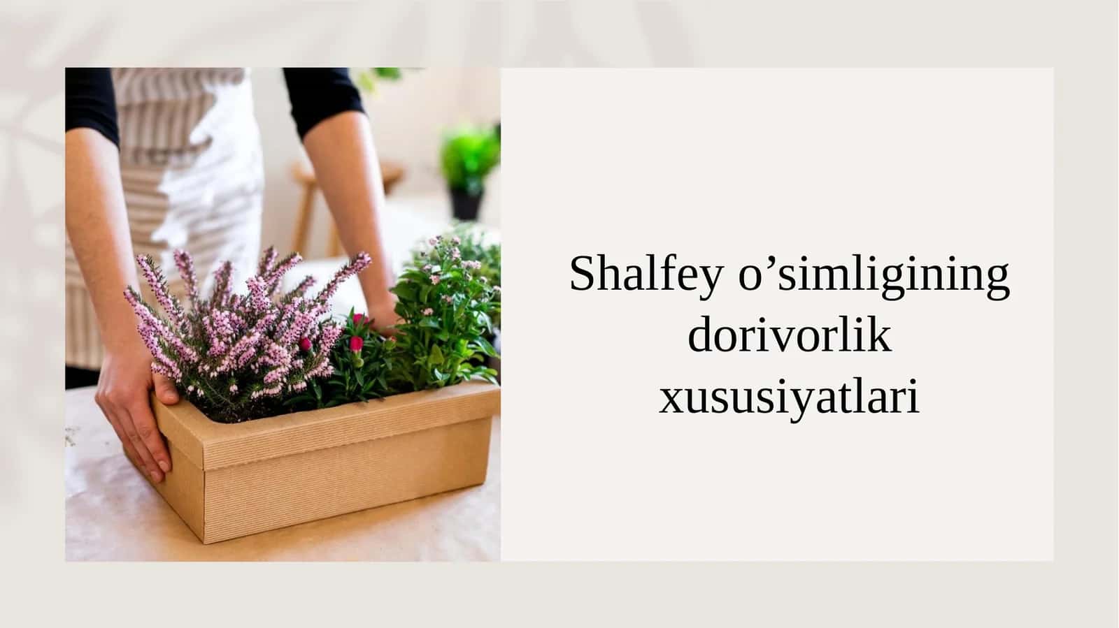Shalfey o’simligining dorivorlik xususiyatlari 1