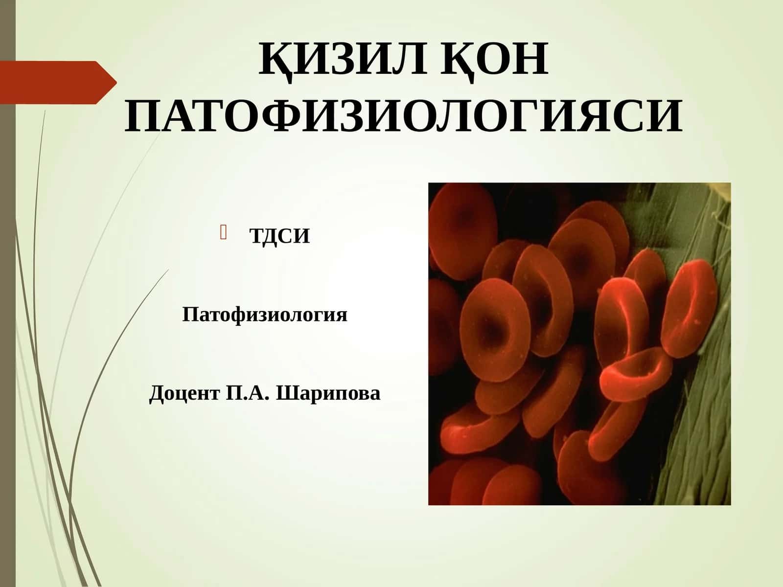 ҚИЗИЛ ҚОНПАТОФИЗИОЛОГИЯСИ 1