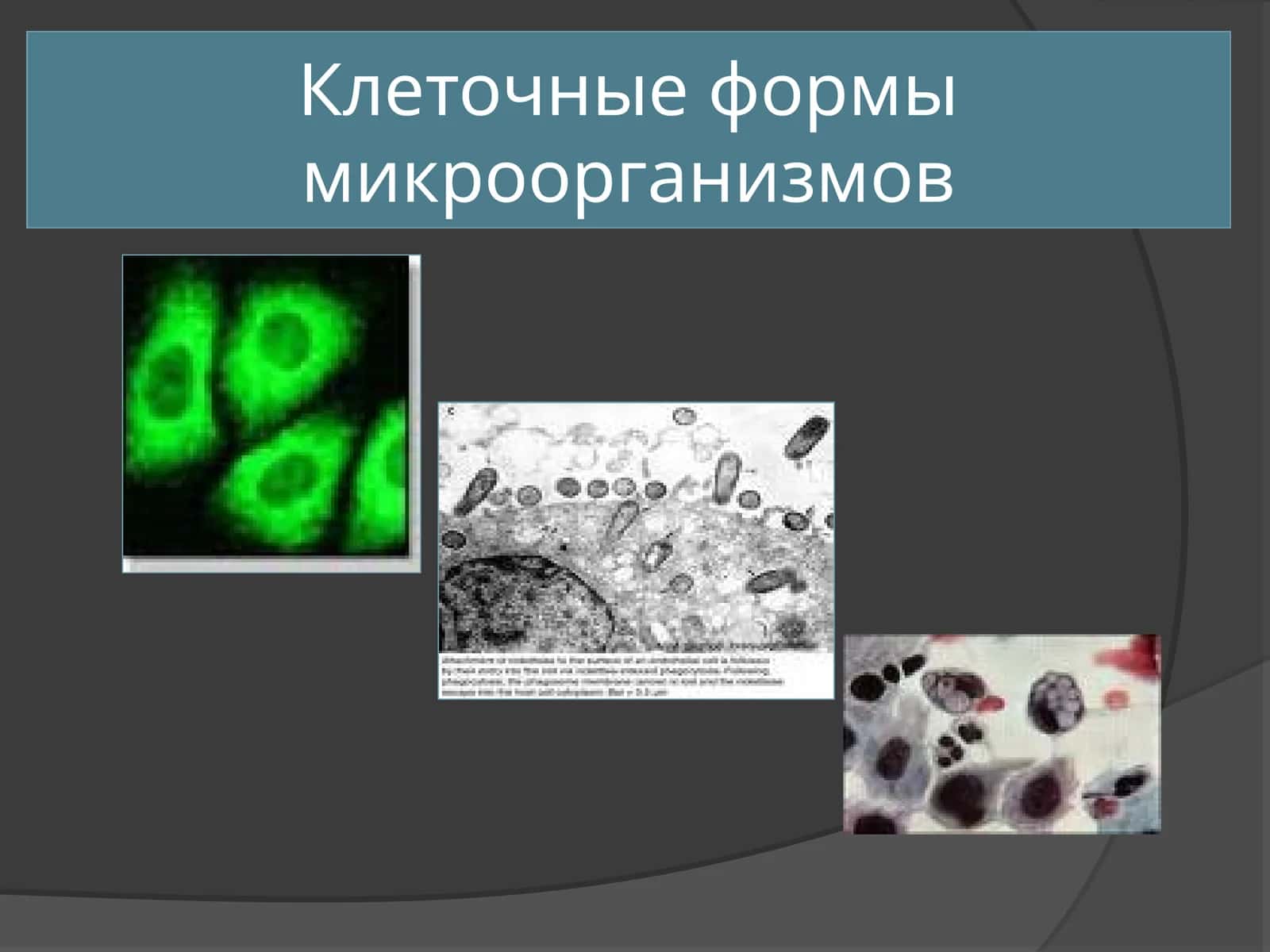 Клеточные формы микроорганизмов 1