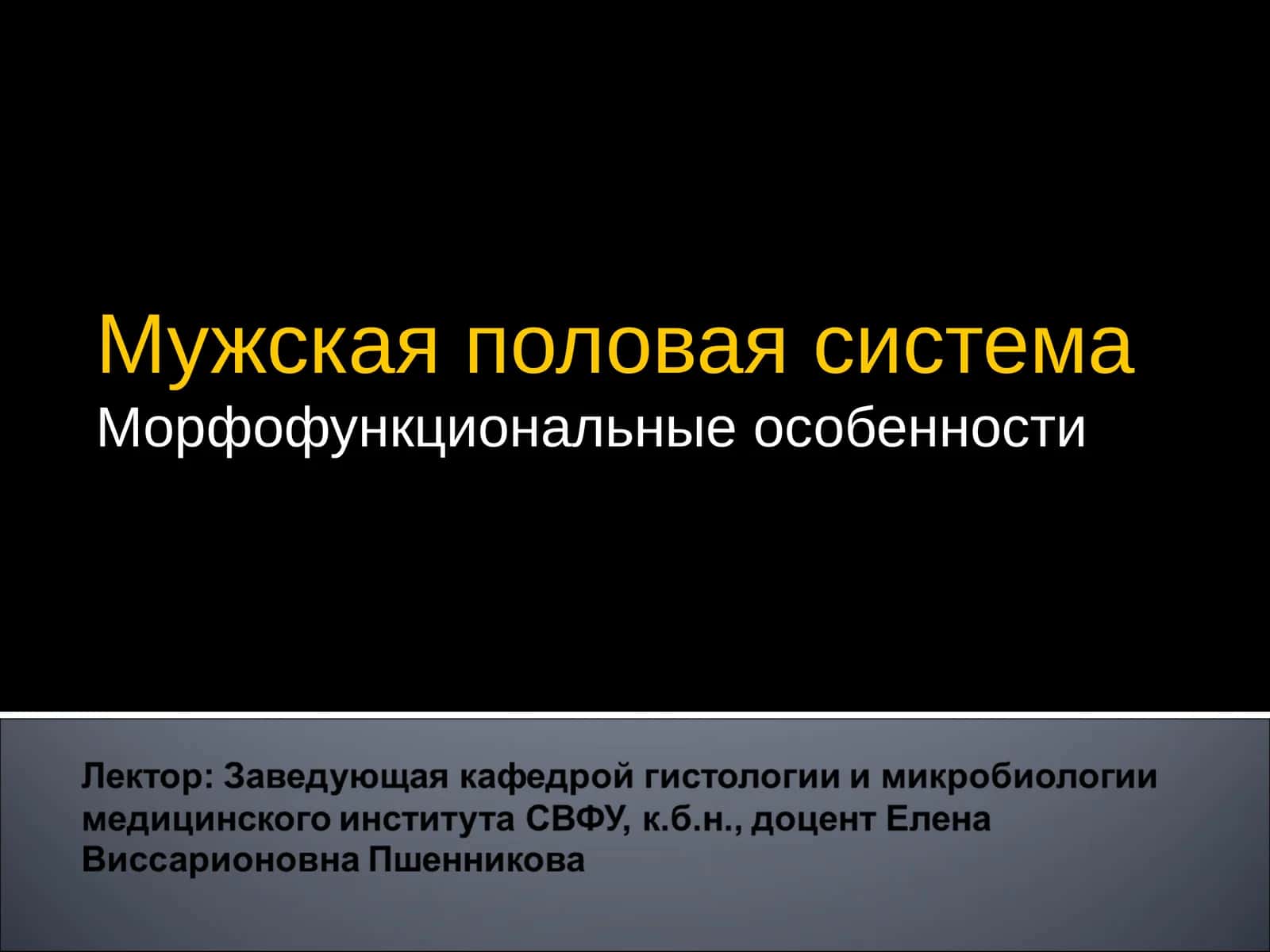 Мужская половая система 1