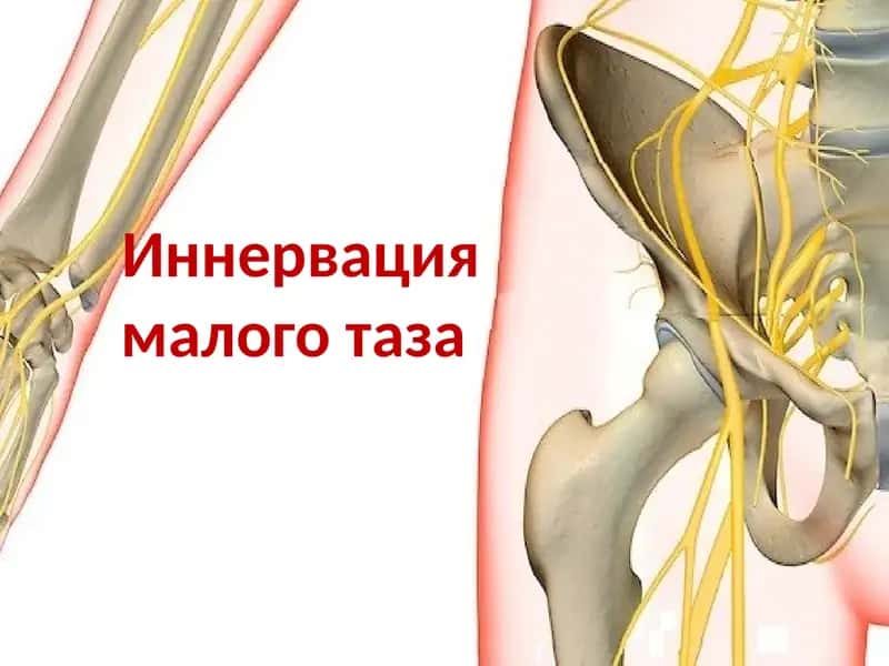 Иннервация малого таза 1