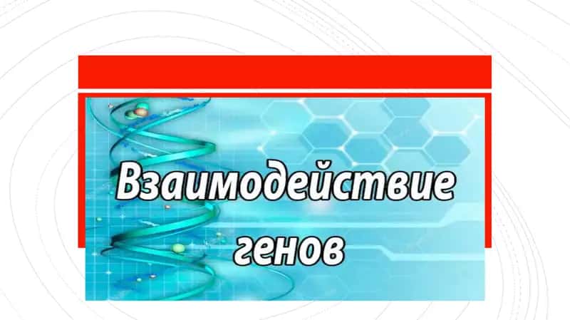 Виды взаимодействия генов 1