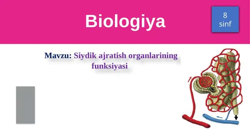 Siydikajratish organlarining funksiyasi 1