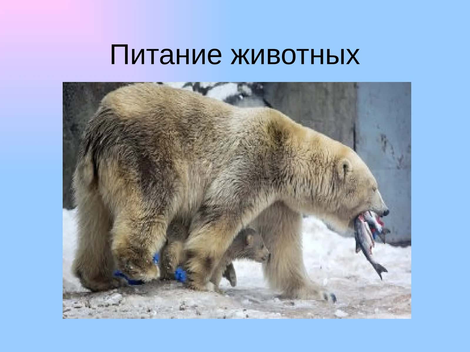 Питание животных 1