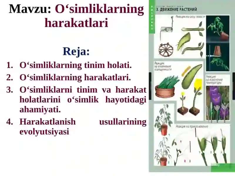 O‘simliklarning harakatlari