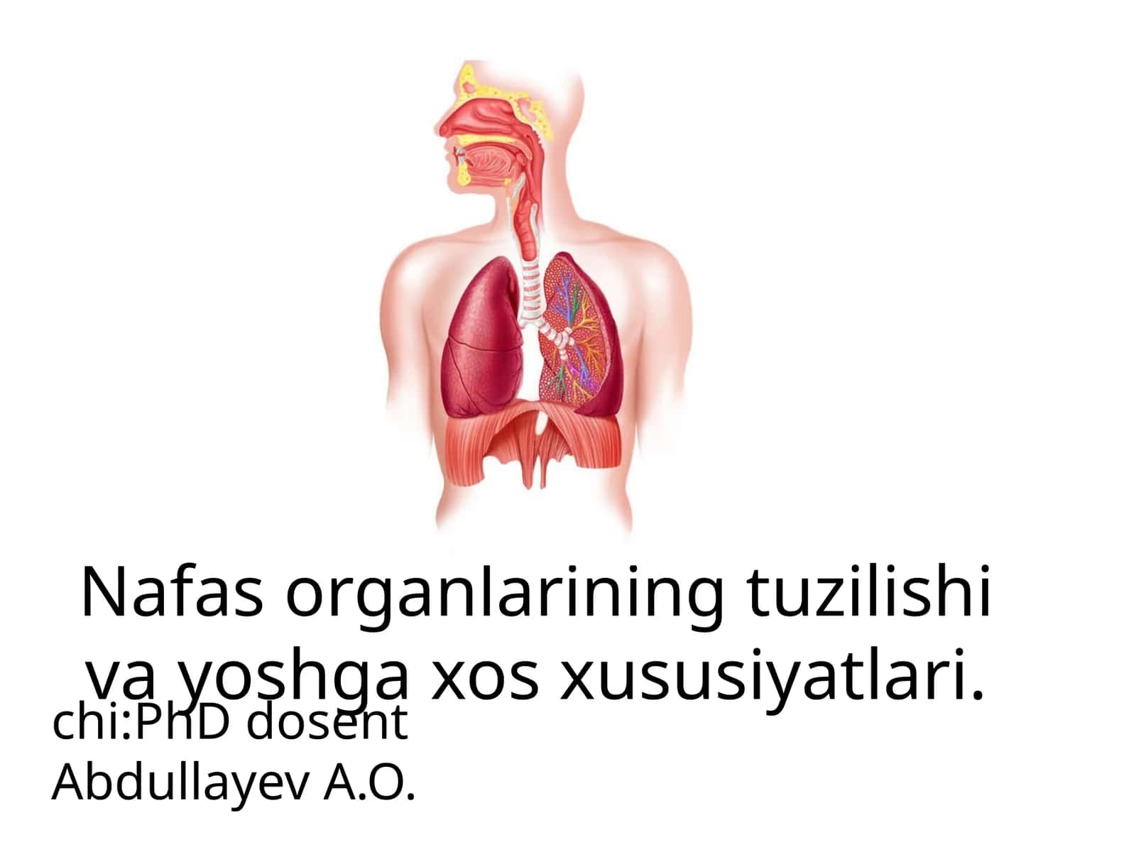 Nafas organlarining tuzilishi va yoshga xos xususiyatlari 1