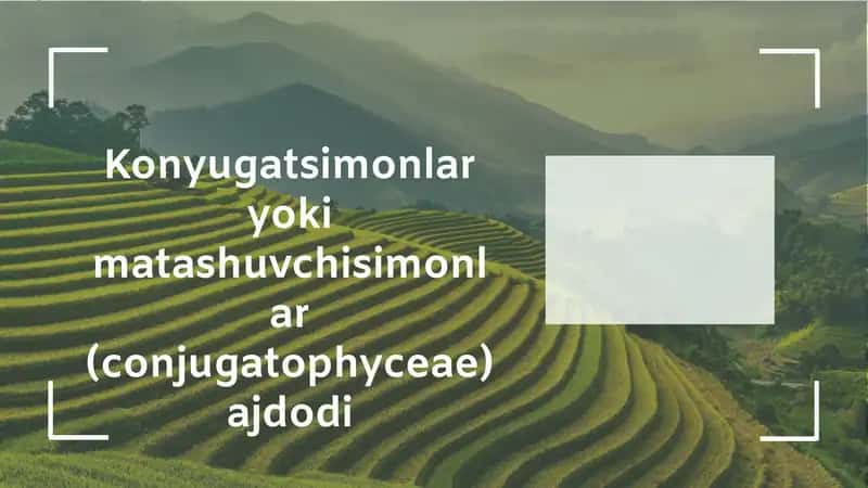 Konyugatsimonlar va Matashuvchisimonlar 1