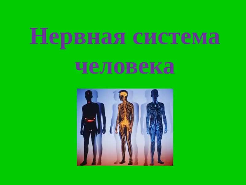Нервная система человека 1
