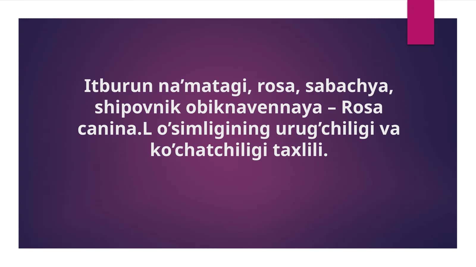Itburunna’matagi, rosa, sabachya, shipovnik obi ‘knavennaya - Rosacanina 1