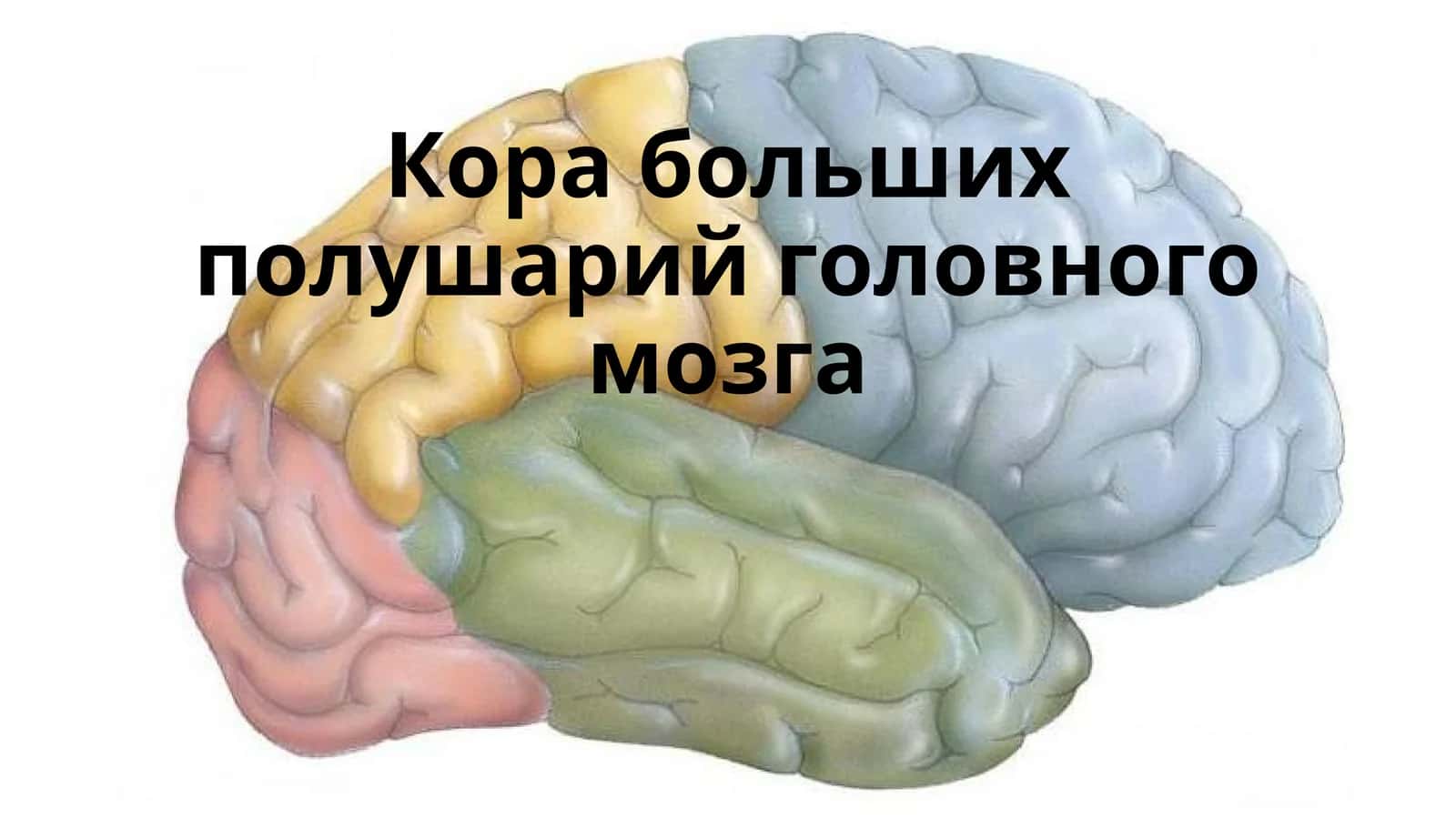 Корабольших полушарий головного мозга 1