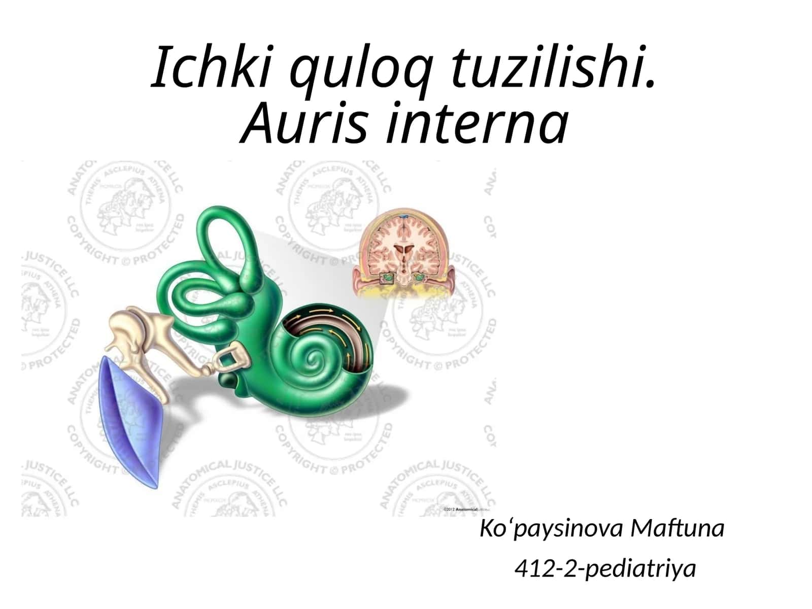 Ichki quloq tuzilishi.Auris interna(LOR) 1