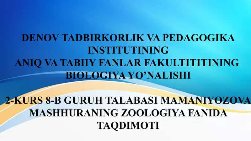 moluskalar tipi haqida ma'lumot 1