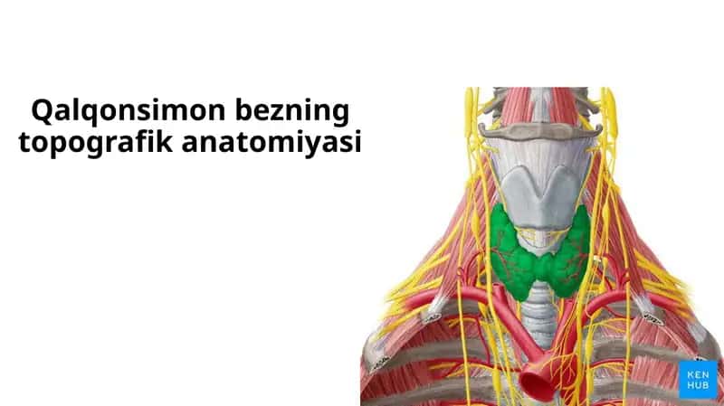 Qalqonsimon bezning topografik anatomiyasi 1