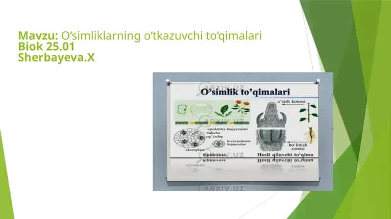 O‘simliklarning o‘tkazuvchi to‘qimalariBiok 25.01Sherbayeva.X 1