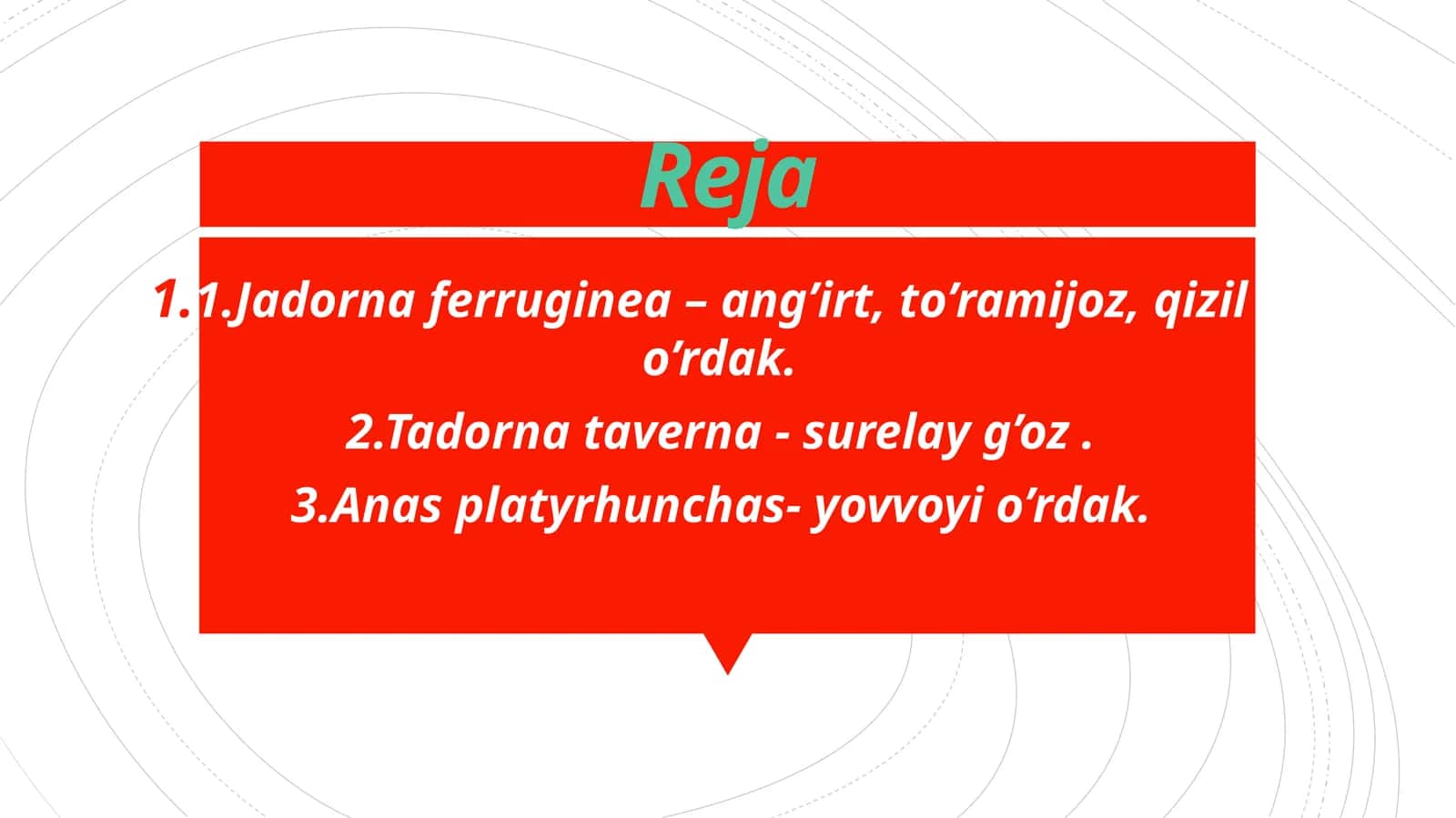 Jadorna ferruginea 1