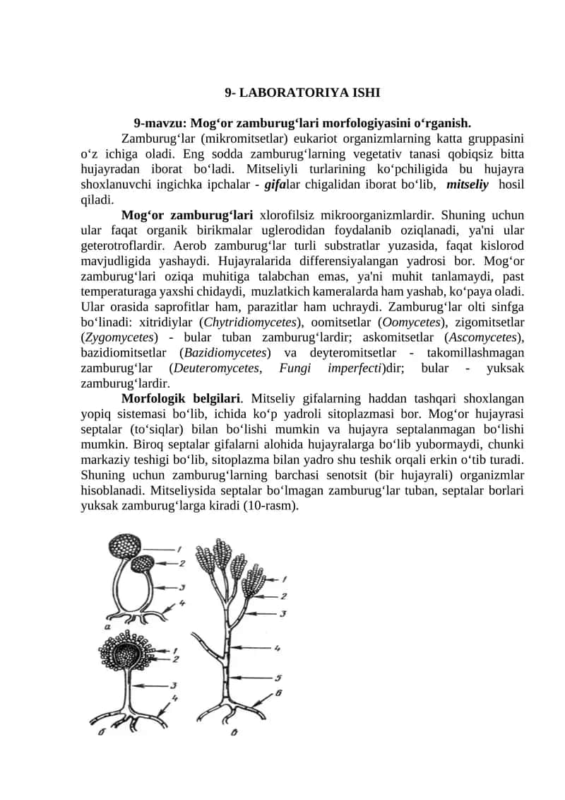 Mog‘or zamburug‘lari morfologiyasini o‘rganish 1
