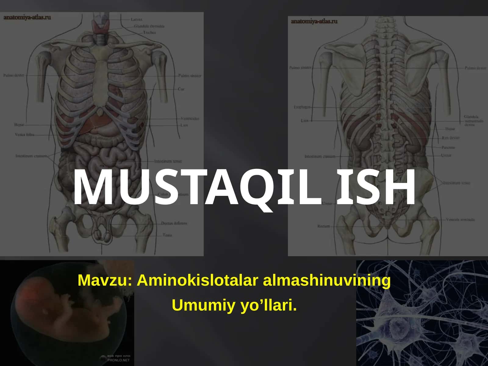 Aminokislotalar almashinuvining Umumiy yo’llari 1