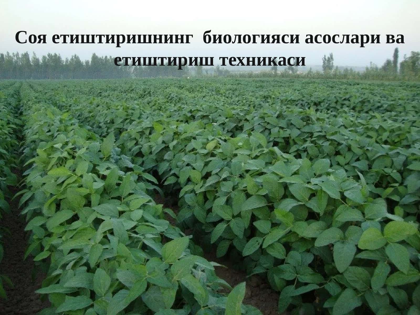 Соя етиштиришнинг биологияси асослари ва етиштириш техникаси 1