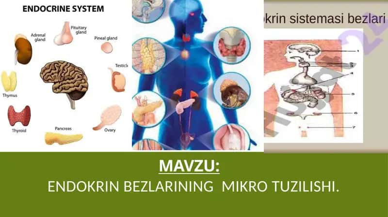 Endokrin bezlarining mikro tuzilishi 1