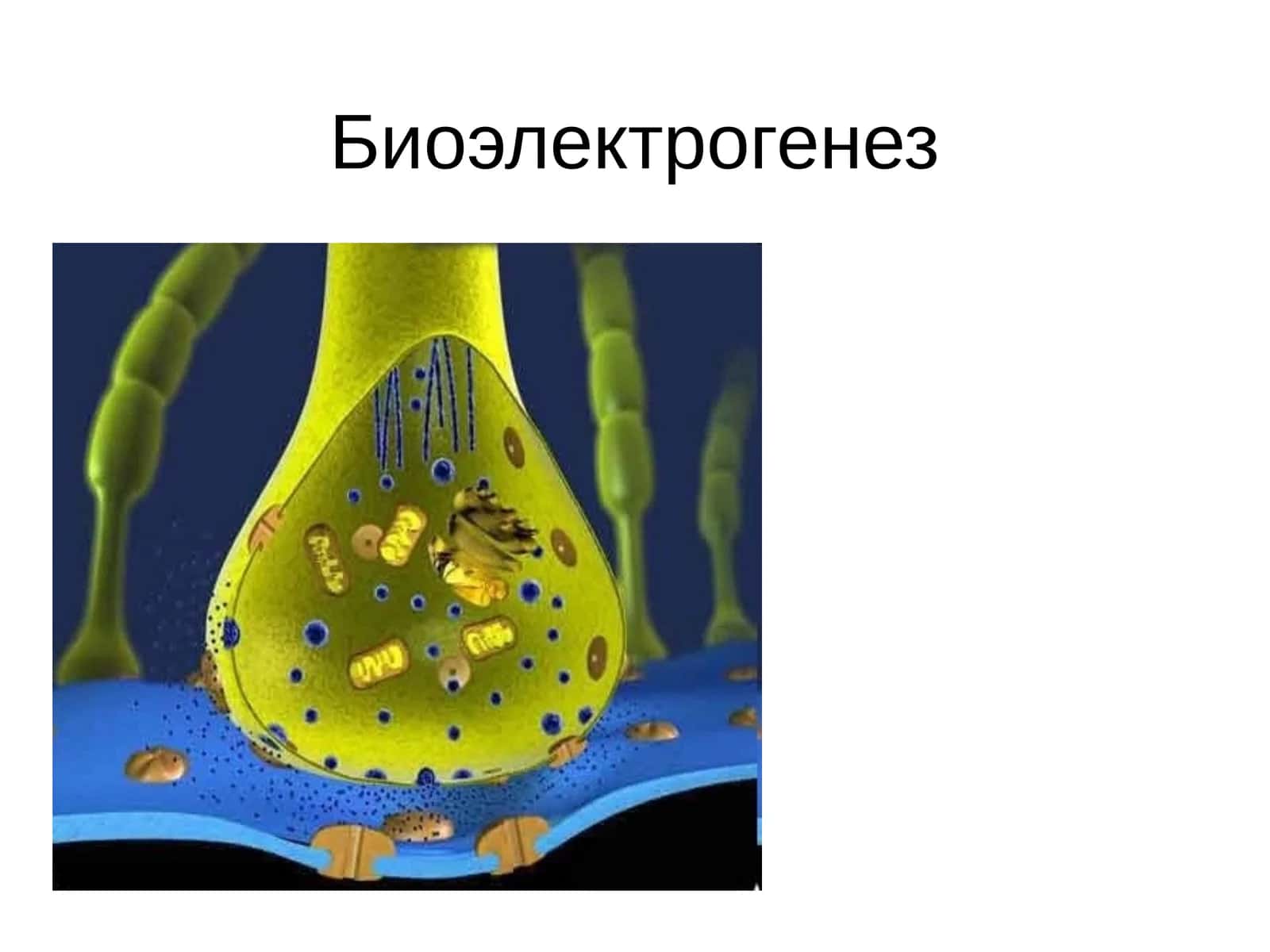 Биоэлектрогенез 1