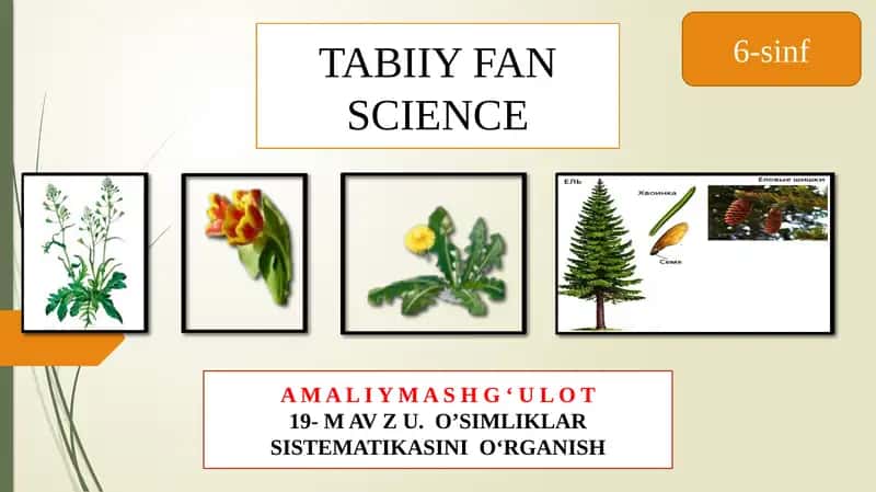 O'simliklarning sistematikasini o'rganish 1