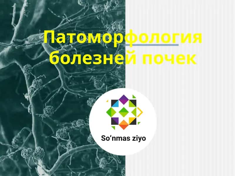 Патоморфология болезней почек 1
