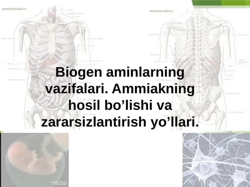 Biogen aminlarning vazifalari. Ammiakning hosil bo’lishi va zararsizlantirish yo’llari. 1