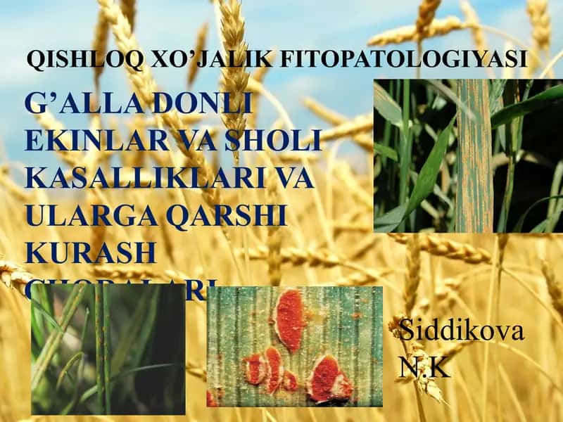 Qishloq xo’jalik fitopatologiyasi: G’alla donli ekinlar va sholi kasalliklari va ularga qarshi kurash choralari 1