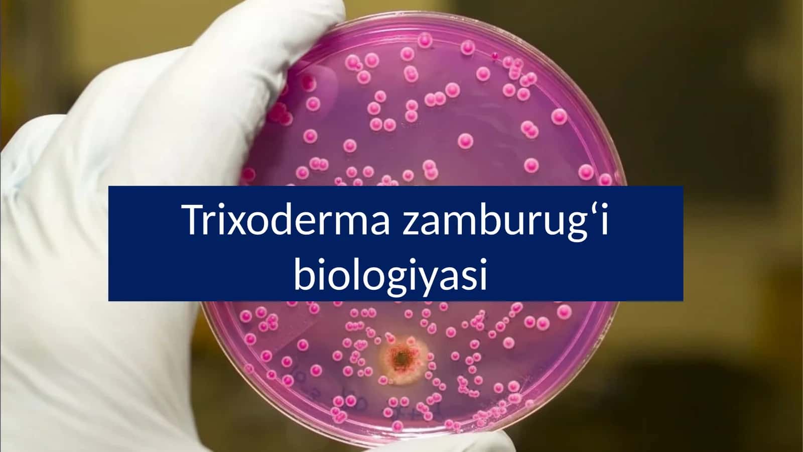 Trixoderma zamburugʻi biologiyasi 1