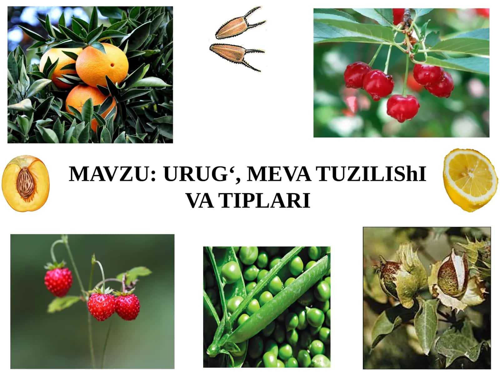 URUG‘, MEVATUZILIShIVA TIPLARI 1