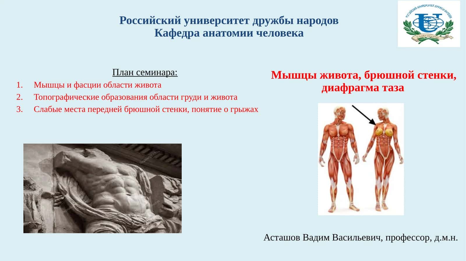 Мышцы живота, брюшной стенки, диафрагма таза 1