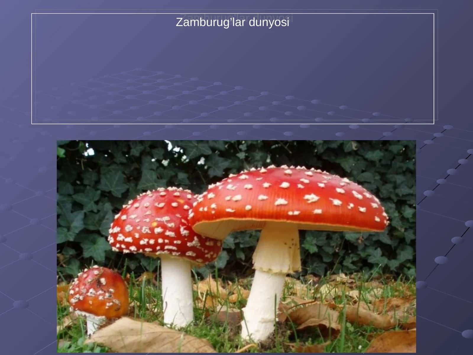 Zamburug’lar dunyosi 1