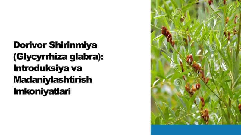 Dorivor-Shirinmiya-Glycyrrhiza-glabra-Introduksiya-va-Madaniylashtirish-Imkoniyatlar 1
