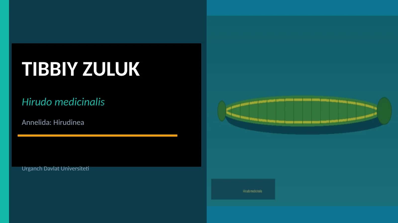 Tibbiy Zuluk 1