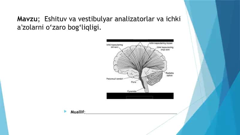 Eshituv va vestibulyar analizatorlar va ichki aʼzolarni o‘zarobog‘liqligi 1