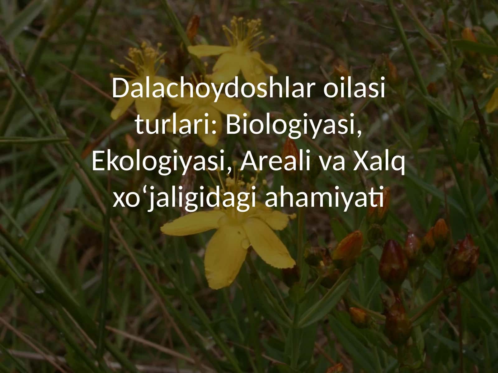 Dalachoydoshlar oilasi turlari: Biologiyasi, Ekologiyasi, Areali va Xalq xoʻjaligidagi ahamiyati 1