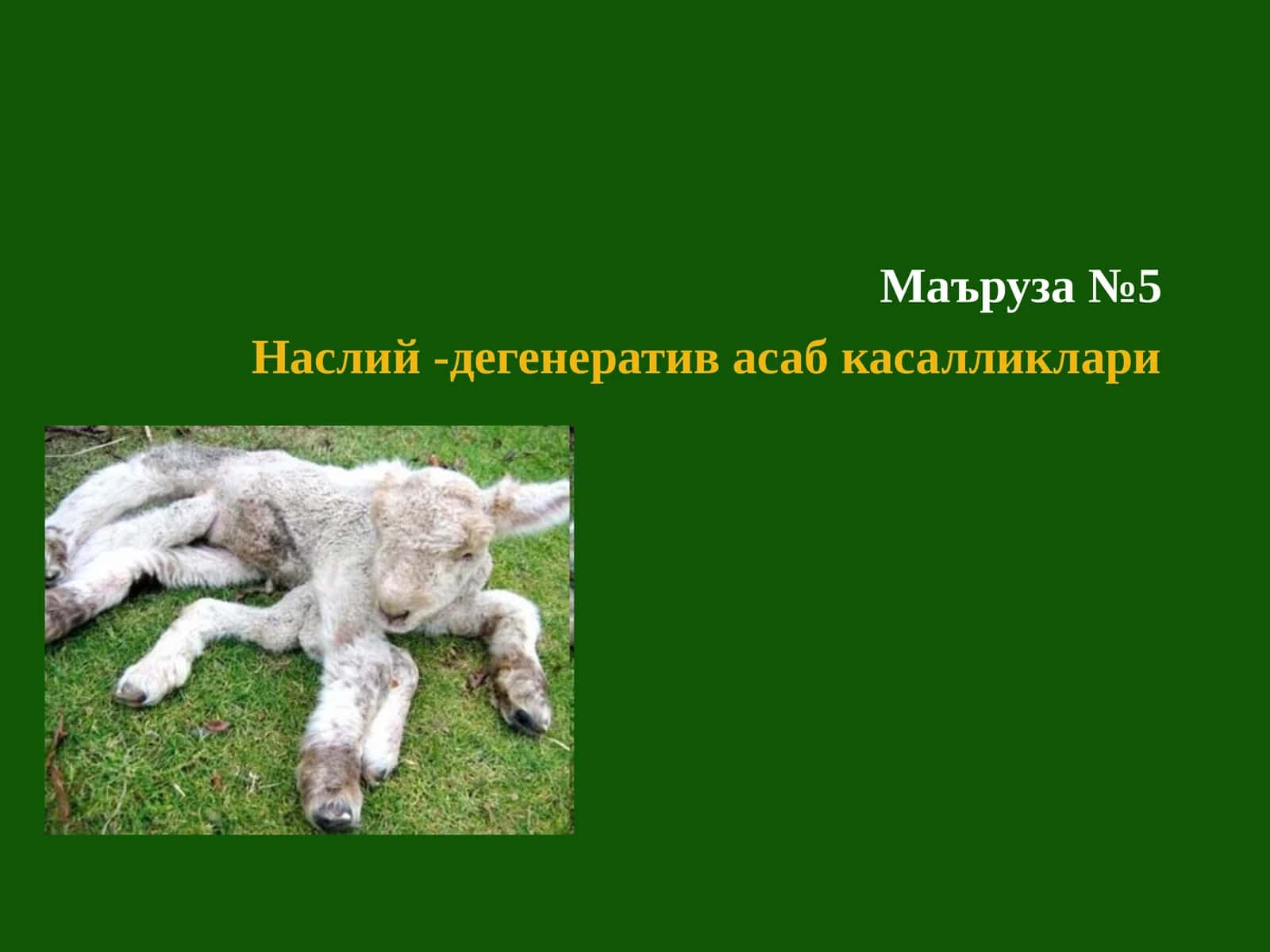 Наслий -дегенератив асаб касалликлари 1