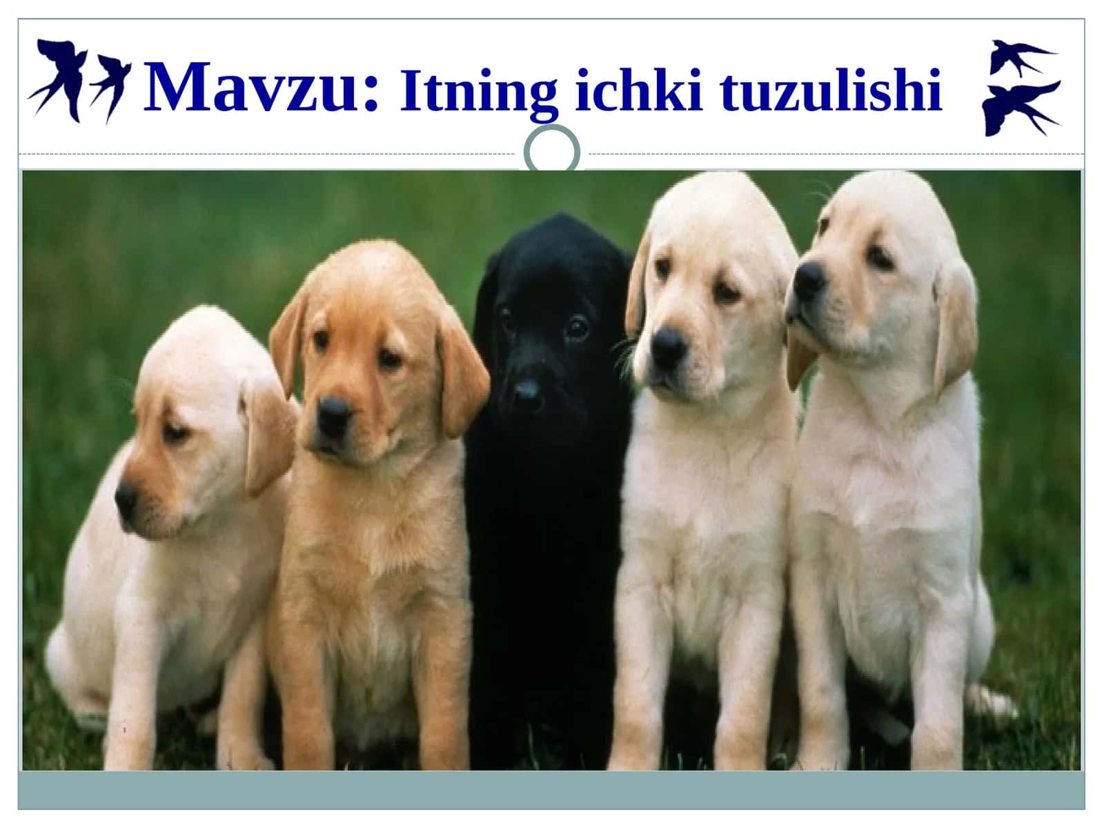 Itning ichki tuzulishi 1