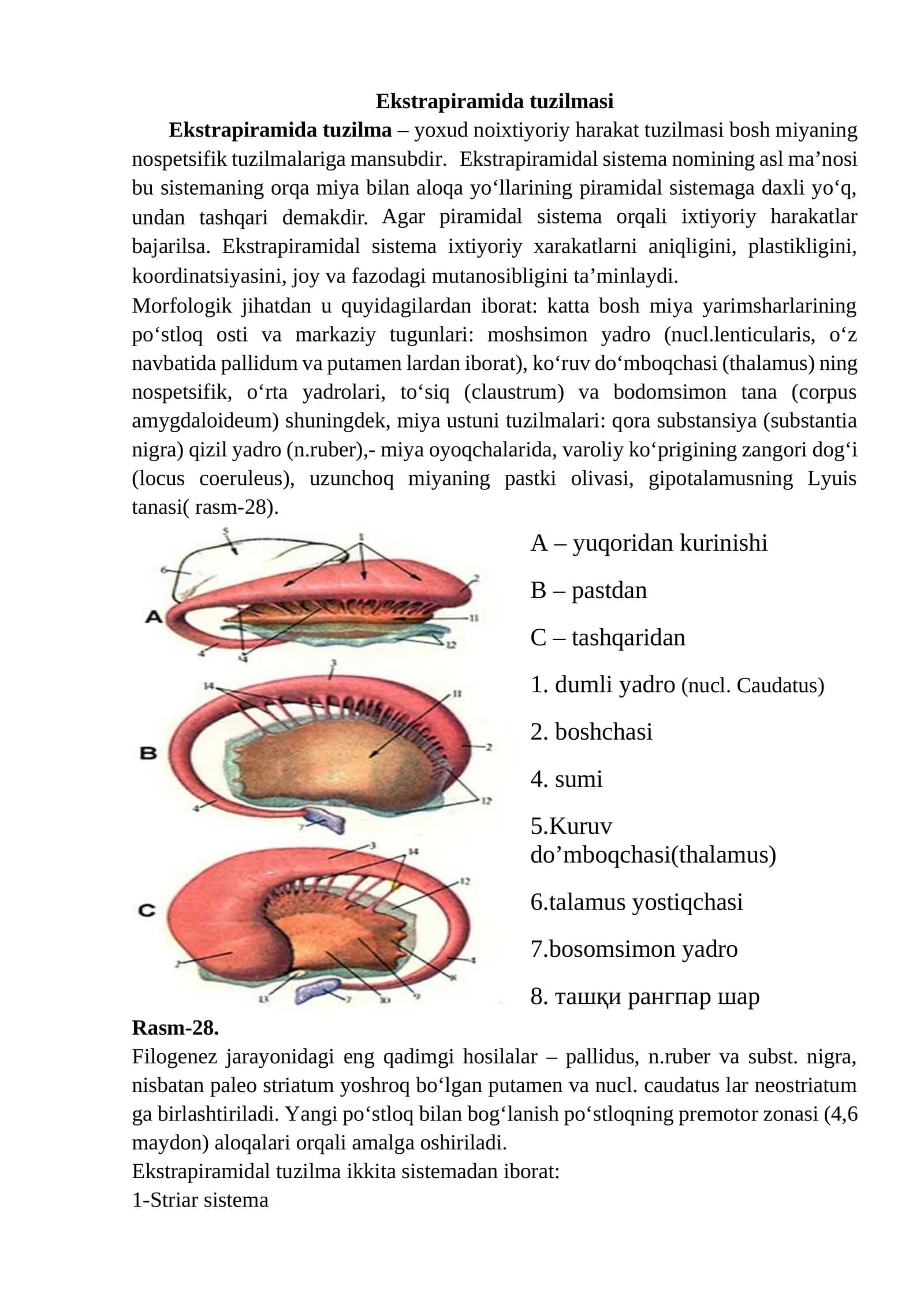 Ekstrapiramida tuzilmasi 1